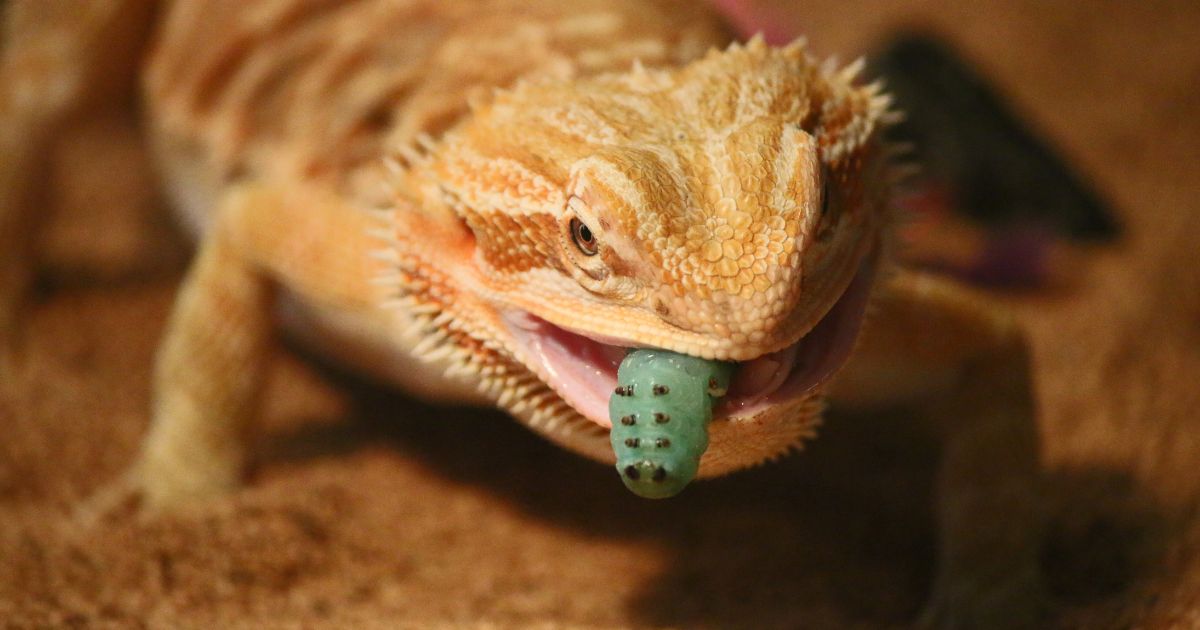 Bearded Dragon Diet